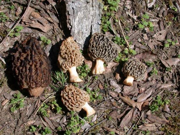 Funghi di questa stagione