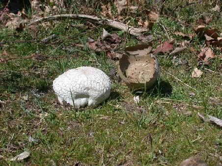 Funghi di questa stagione