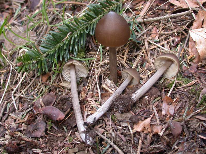 Funghi di questa stagione