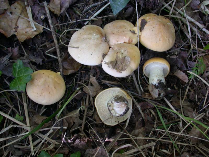 Funghi di questa stagione