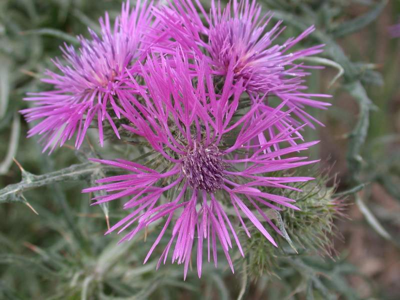Galactites elegans