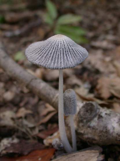Coprinus lagopus