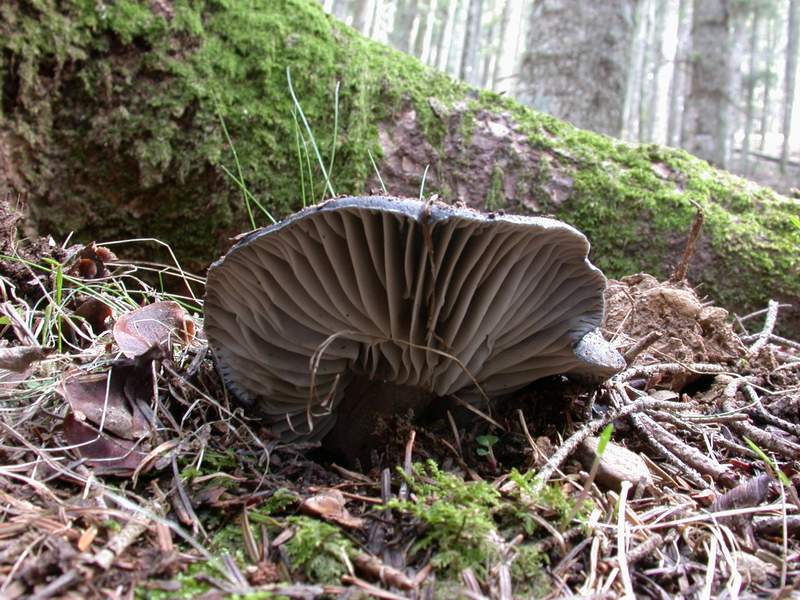 Hygrophorus marzuolus