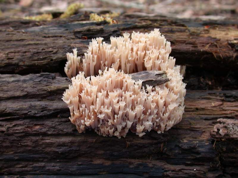 Artomyces pyxidatus