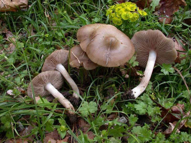 Entoloma aprile