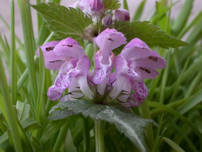 Lamium maculatum / Falsa Ortica macchiata