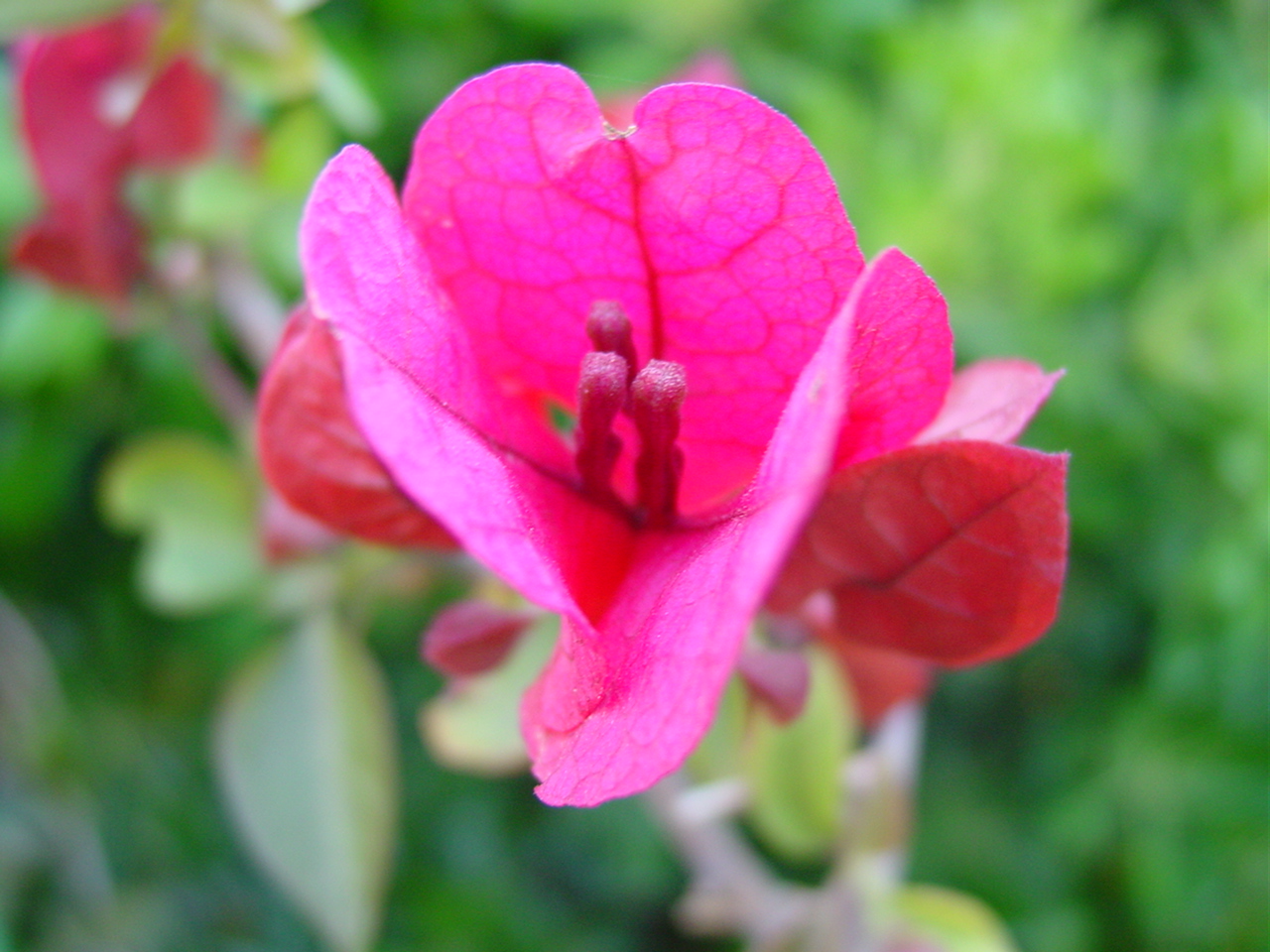 Che bella la Bougainvillea !!!