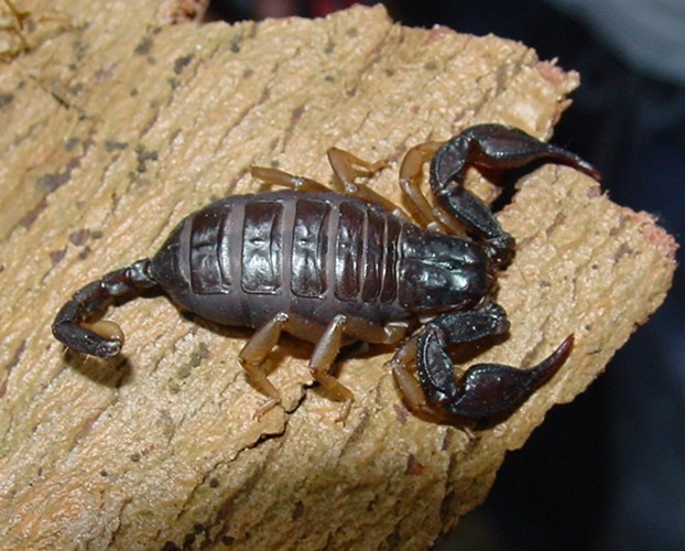 Euscorpius spp