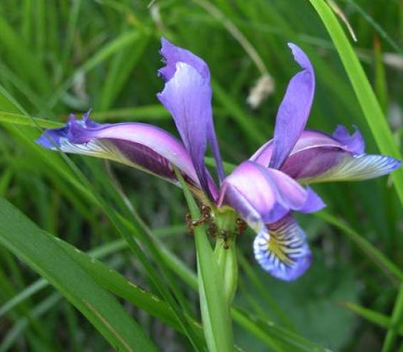 Iris graminea / Giaggiolo susinario