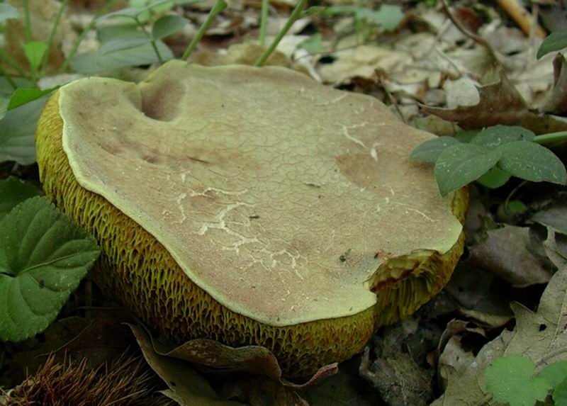 Xerocomus subtomentsus
