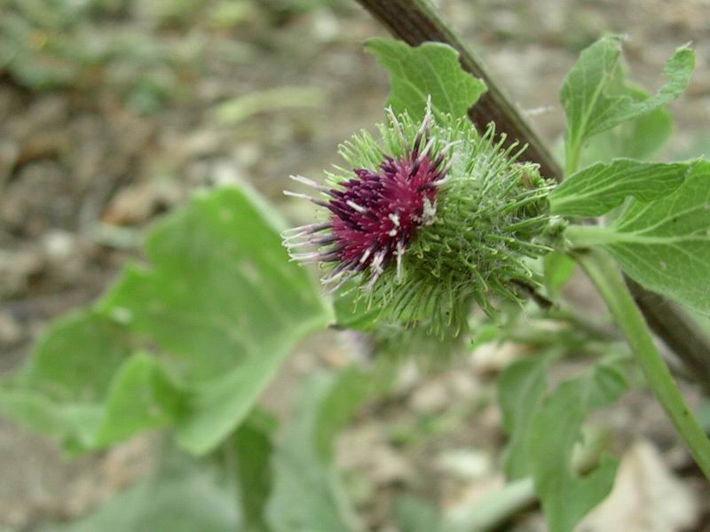 fiori 01.07