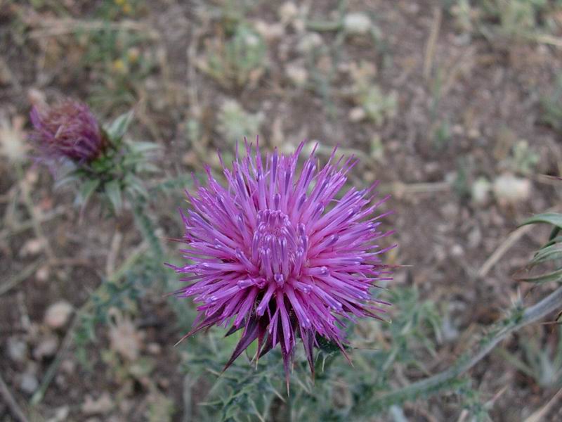 fiori 01.07