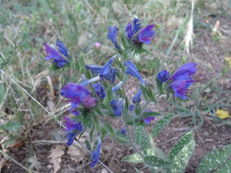 fiori 01.07