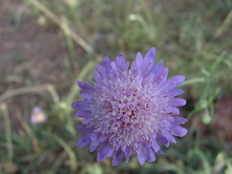 fiori 01.07