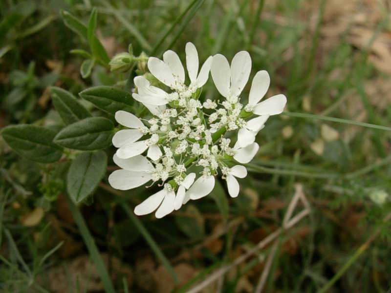 fiori 01.07