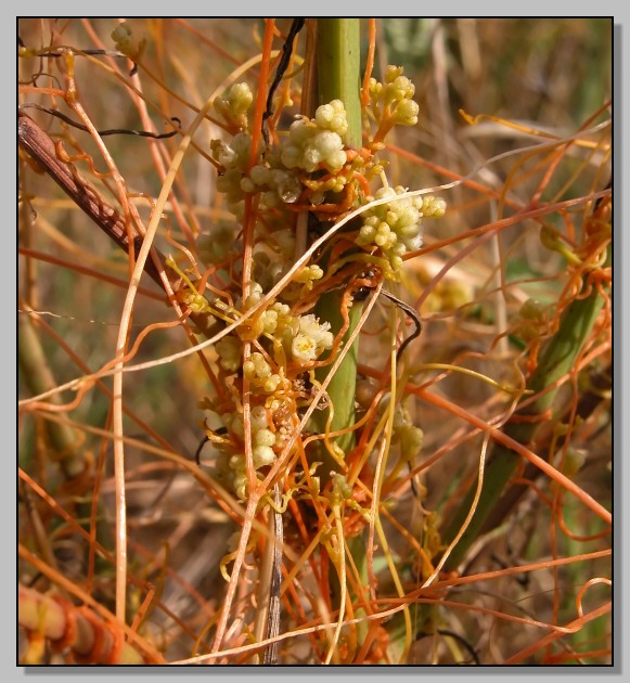 Cuscuta sp. e Delphinium peregrinum