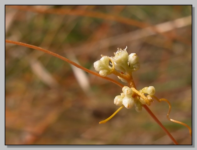 Cuscuta sp. e Delphinium peregrinum
