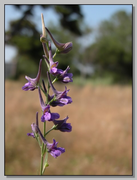 Cuscuta sp. e Delphinium peregrinum