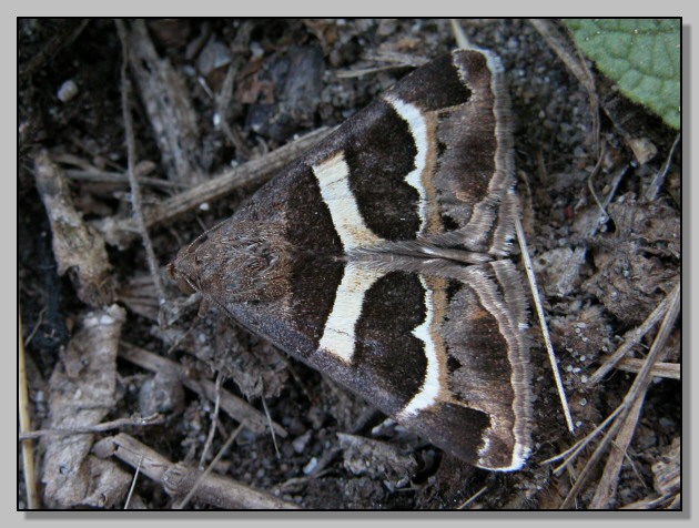 Tortricide (?) e Prodotis (= Grammodes) stolida