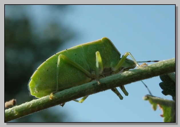 Nezara viridula f. torquata