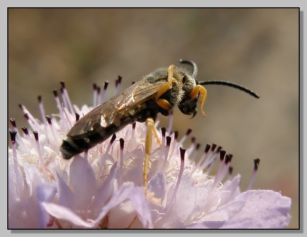 Halictus sp. - la toilette di un piccolo imenottero