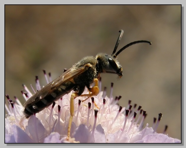Halictus sp. - la toilette di un piccolo imenottero