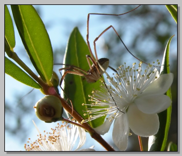 Opiliones in vena romantica nel Myrtus communis