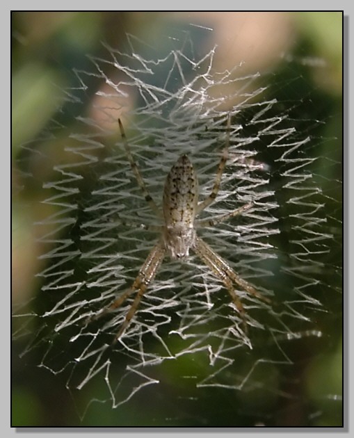 Giovane Argiope bruennichi