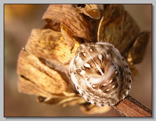 Eurygaster baby - Odontotarsus sp. nymph