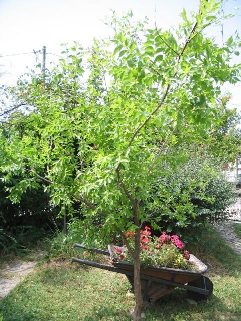 Ziziphus jujuba / Giuggiolo comune