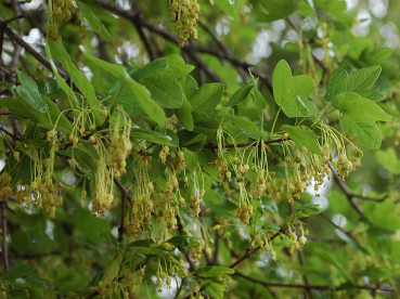 fiori di acero minore