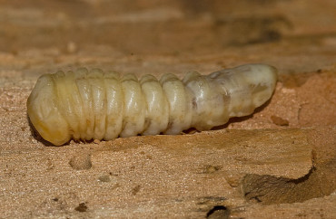 Larva di Aegosoma scabricorne foto di Roberto Cobianchi