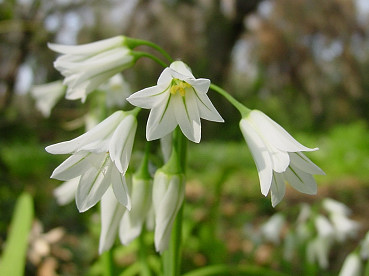 Fiori di aglio trigono
