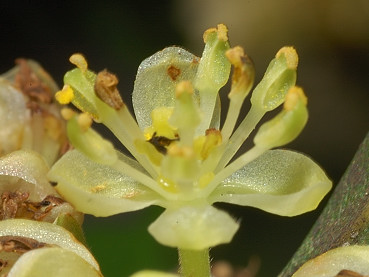 fiori di alloro