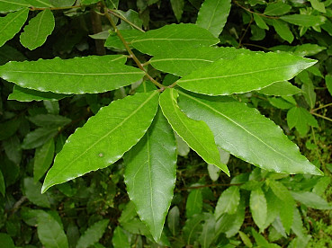 Foglie di alloro