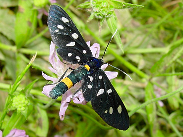 Adulto di Amata phegea