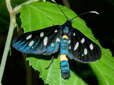 Amata fegea