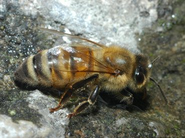 Ape operaia