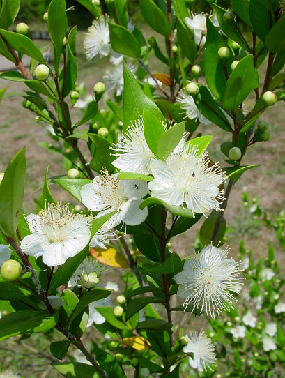 arbusto di mirto in fiore