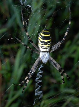 Argiope femmina e particolare della tela, con visibile lo stabilimentum