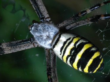 Particolare del capo di Argiope