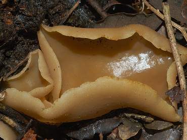 Peziza arvensis