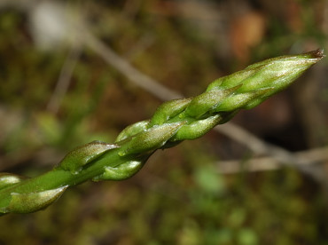 Turione d'asparago