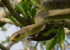 saettone su di un albero