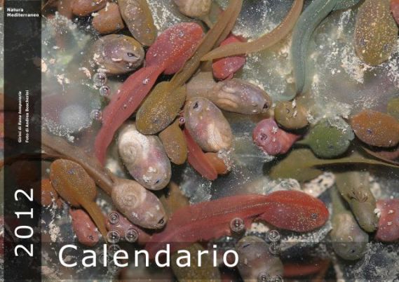 Calendario