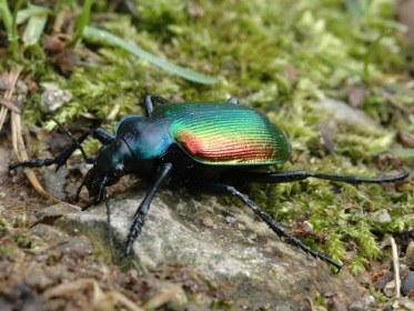 Adulto di Calosoma sycophanta foto di Carlo Morelli