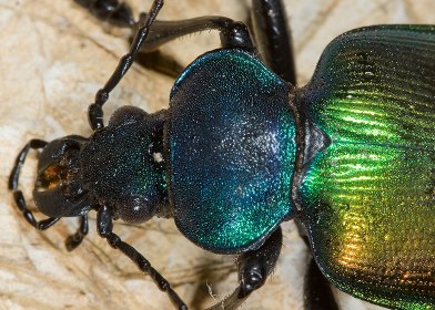 Particolare del capo di Calosoma sycophanta foto di Leonardo Forbicioni