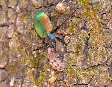 Calosoma nell'atto di predare un bruco foto di Ivano Colombo