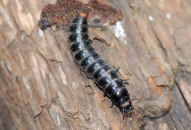 Larva di Calosoma sycophanta foto di Ivano Colombo