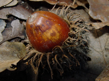 particolare della ghianda di cerro